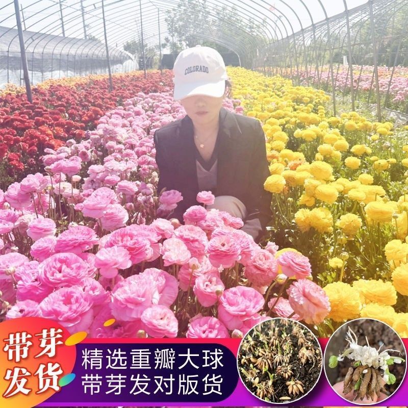 带芽花毛茛重瓣洋牡丹