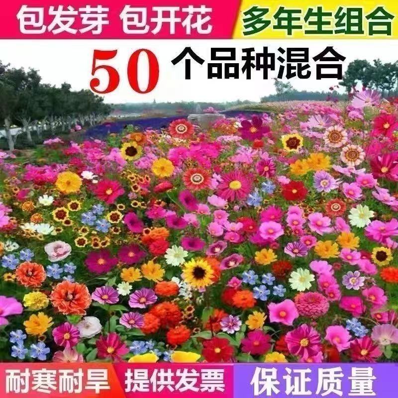 野花组合花种子波斯菊花种籽