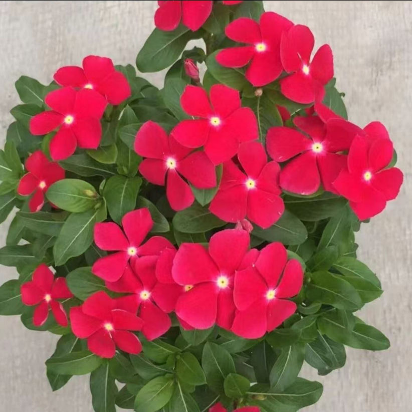 长春花种子春季多年生籽