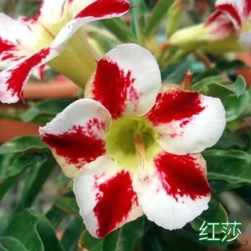 沙漠玫瑰盆栽地栽四季开花易活