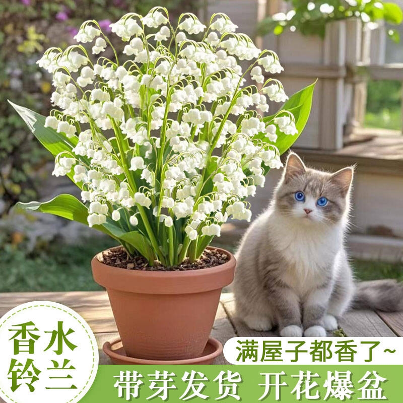 铃兰花盆栽带花苞带芽种球花苗耐热耐寒四季开花好养易活花卉植物