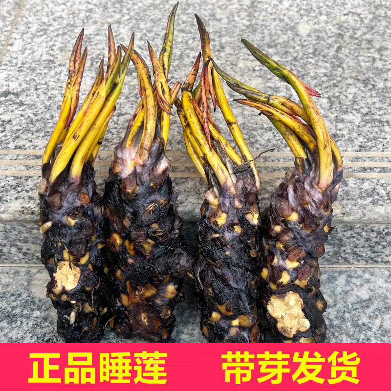 大睡莲水培植物大根块碗莲花卉室内好养四季开花水养池塘荷花盆栽