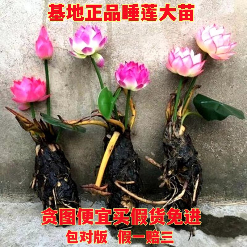 大睡莲根块池塘睡莲花水培植物四季莲花盆栽水养花卉荷花睡莲趣味