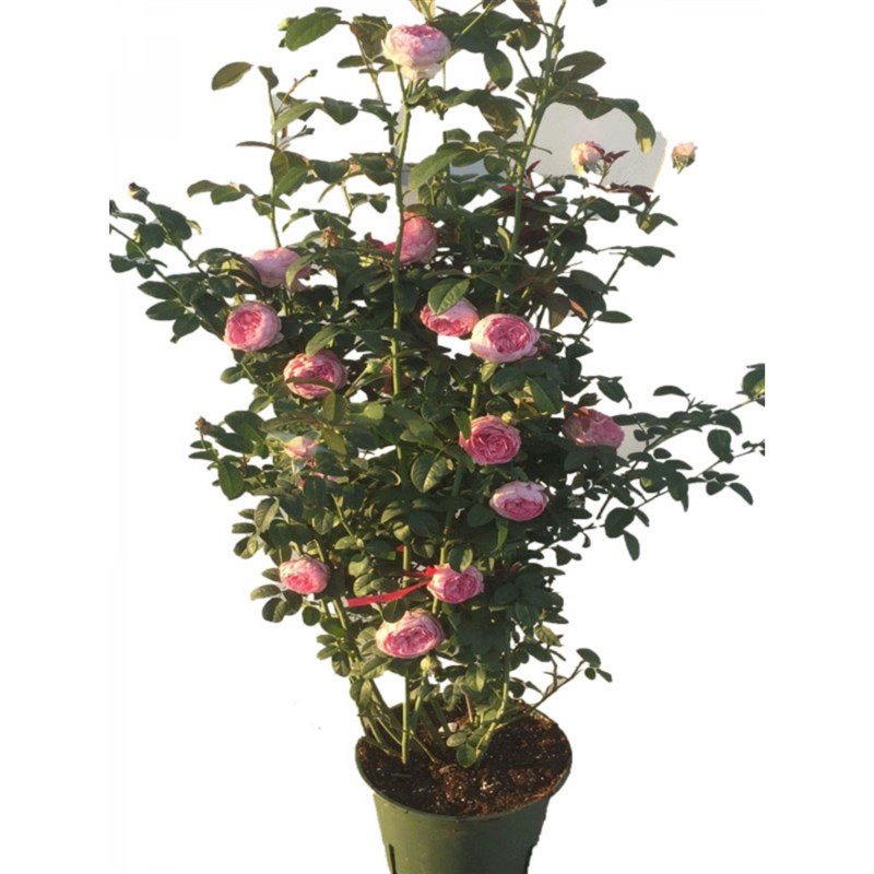 罗曼尼詹森爬藤月季蔷薇变色玫瑰花苗地栽庭院盆栽爬墙四季开花