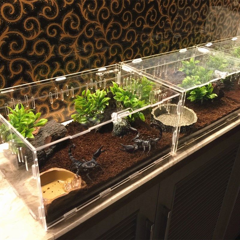 爬虫饲养盒亚克力爬虫箱爬虫盒蜘蛛蜥蜴爬宠甲虫爬宠盒饲养箱包邮,宠物/宠物食品及用品,爬宠缸/箱,淘宝优惠券,粉丝福利购,淘宝优惠卷
