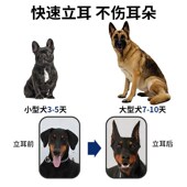 田园犬专用狗狗立耳神器小狗耳朵立耳器立耳贴幼犬竖耳辅助器夹子