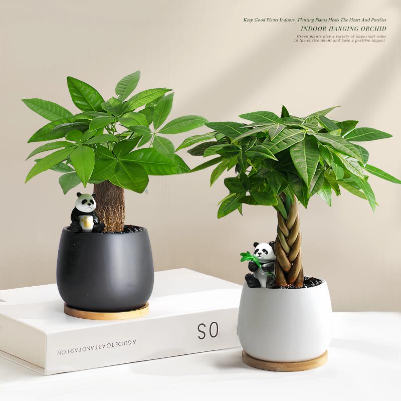 发财树小盆栽2025新款办公室绿植桌面招财摆件懒人好养活植物四季