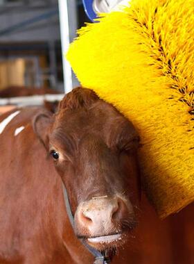 牛体刷清清理毛刷牛体YQV按摩刷全自动式旋转清理牛体摆刷动清洗