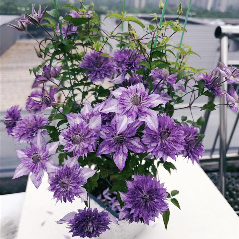 铁线莲品种大苗总汇乌托邦翠鸟琉c璃花边石竹阳台庭院爬藤植物盆