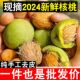大青皮核桃新鲜野外山带仁青龙衣入药泡酒煮鸡蛋汁水文玩三棱保熟
