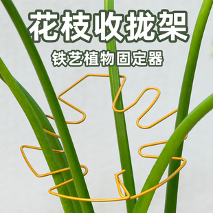 龟背竹支撑杆天堂鸟防倒伏固定器春羽水培植物枝干收聚拢定型支架