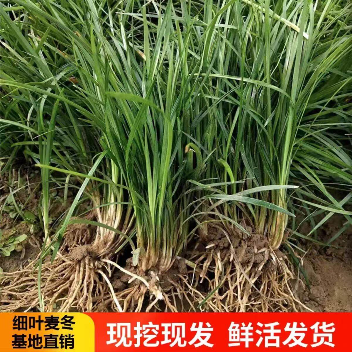 细叶麦冬草苗现挖现发鲜活根系好种植园林绿化地被植物盆栽易种活
