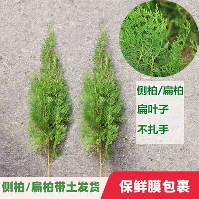 侧柏扁柏树苗四季常青绿植