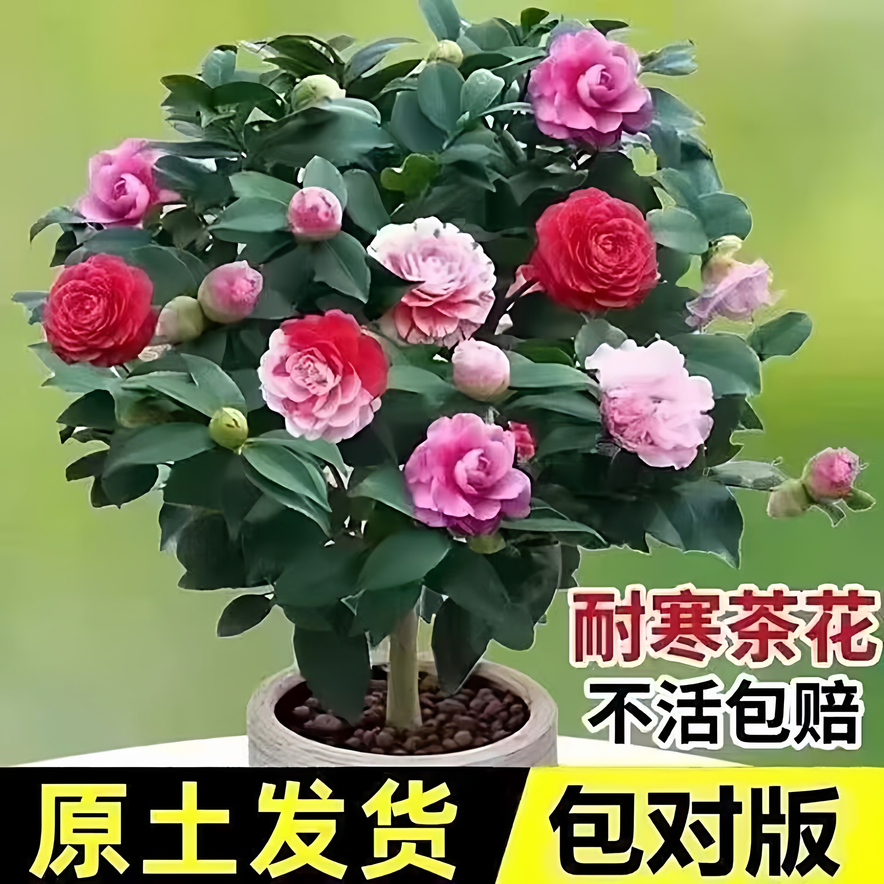 茶花盆栽四季香妃带花苞