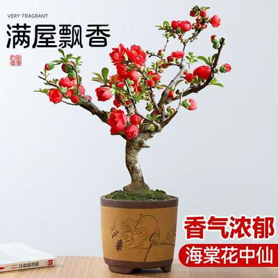 海棠花盆栽阳台四季开花庭院老桩