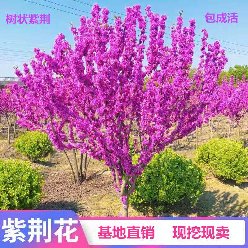 紫荆花树苗紫荆花苗庭院开花植物花卉绿化工程苗木紫荆树苗耐寒花
