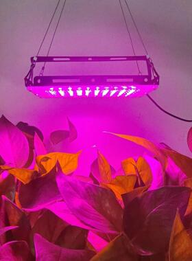 跨境新品低压5U灯SB插头全V苗光谱植物灯led大YEX棚育植物生长仿