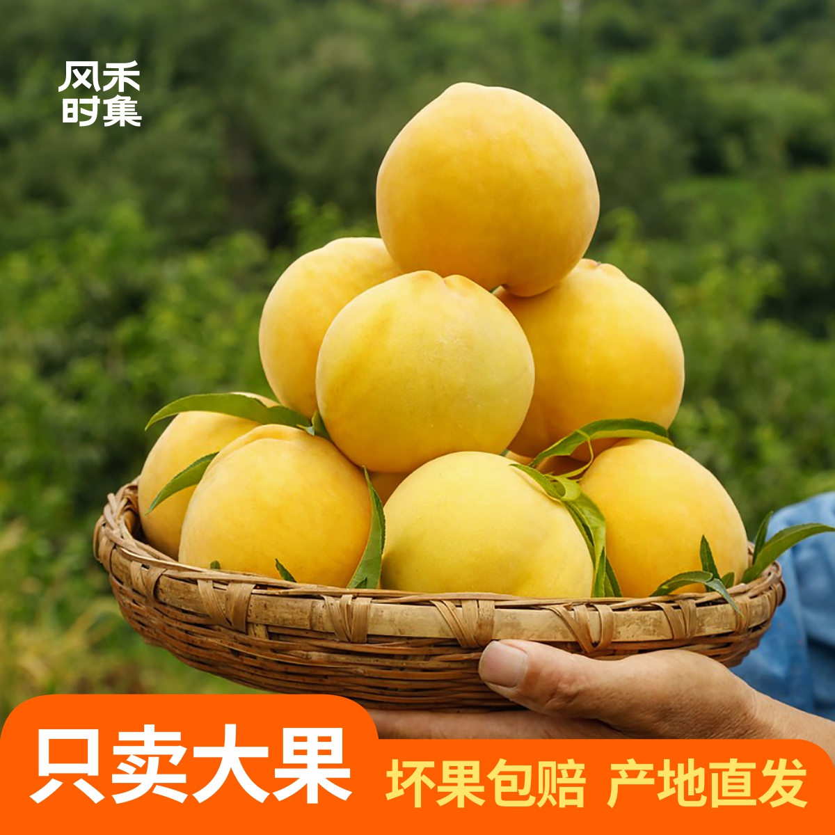 现摘新鲜高山炎陵黄桃礼盒发顺丰