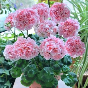 天竺葵种子重瓣蝴蝶梅花籽孑四季播种开花多年生春秋室内阳台盆栽