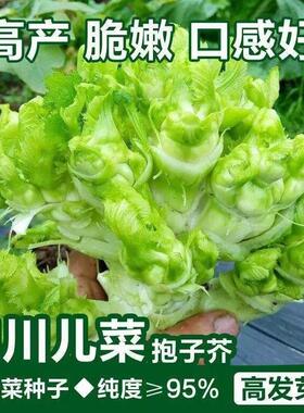 儿菜种子抱子芥娃娃菜胖儿子菜抱儿菜耳菜籽四季盆栽耐寒蔬菜种籽
