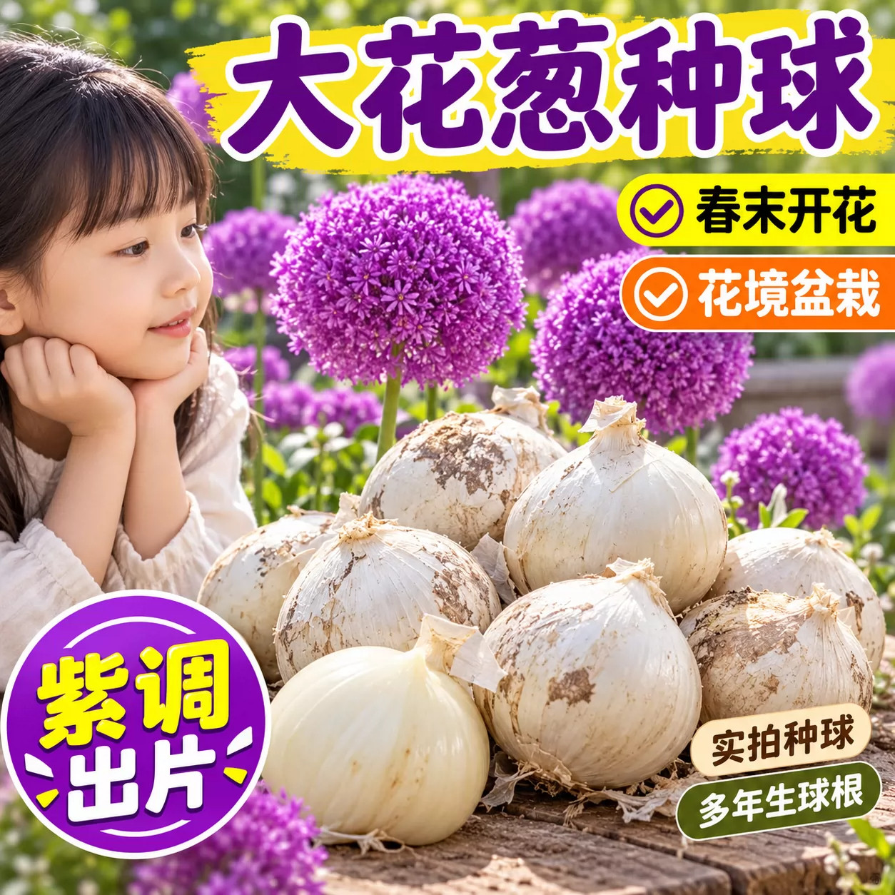 大花葱种球庭院地栽好养易活大花葱球根耐寒荷兰进口花卉盆栽植物