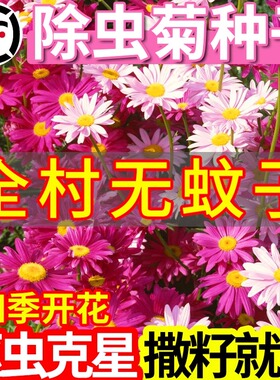 除虫菊花种子小雏菊室内花种籽子驱蚊草花多年生四季播种开花种孑