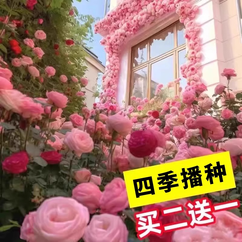 蔷薇花种籽子孑四季耐热耐寒盆栽攀岩月季玫瑰花种子庭院爬藤花籽