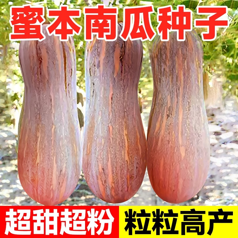 蜜本南瓜种子奶油老南瓜四季秧苗甜板栗贝贝南瓜种孑蔬菜种籽大全