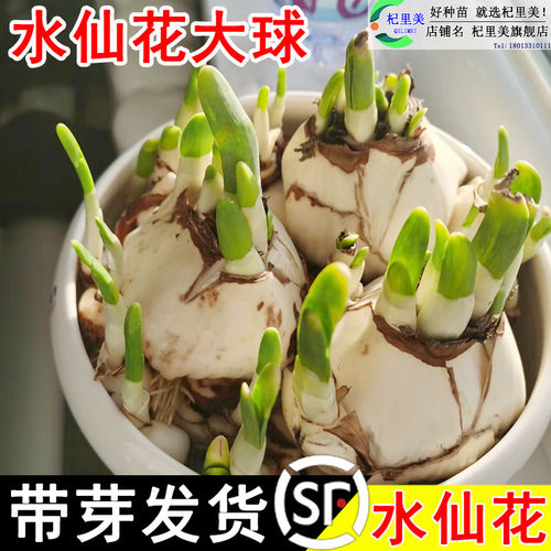 正宗漳州水仙花种球水培冬季重瓣花卉耐寒土培水养植物大球根种子