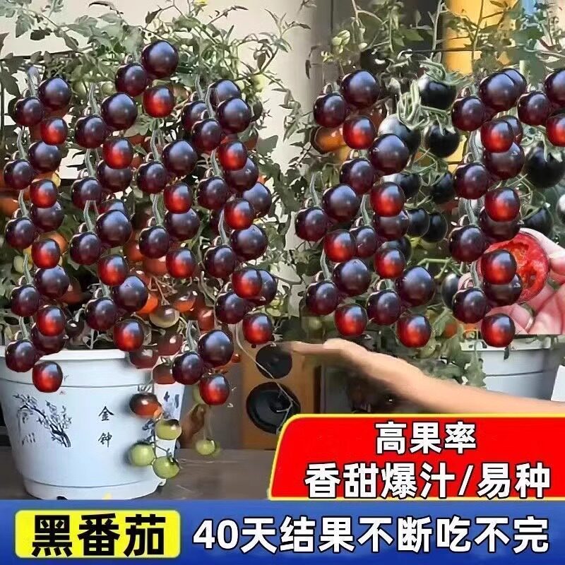 黑番茄种子秧苗水果蔬菜种籽黑珍珠小番茄樱桃千禧圣女果种孑盆栽