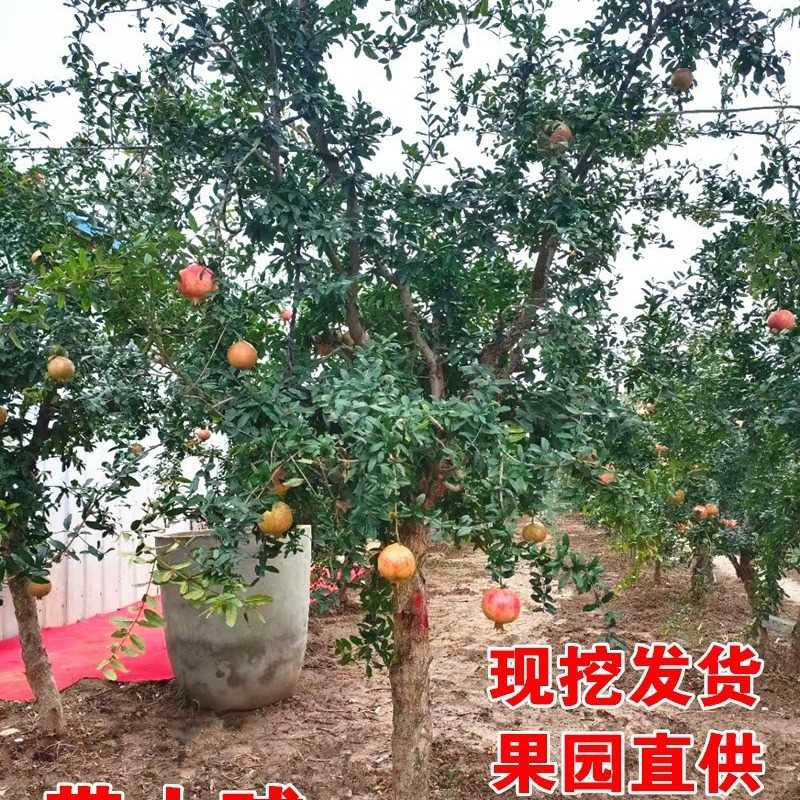 特大石榴树树苗突尼斯软籽地栽庭院果树黑子无籽甜石榴大树带土球