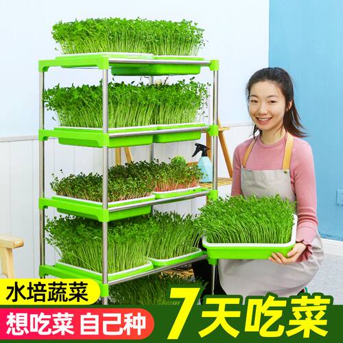 水培蔬菜芽苗菜豆芽菜育苗盘