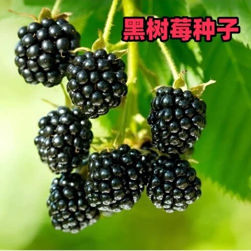 【买一送一】黑树莓种子春夏农家小院简单种植多年生水果种籽