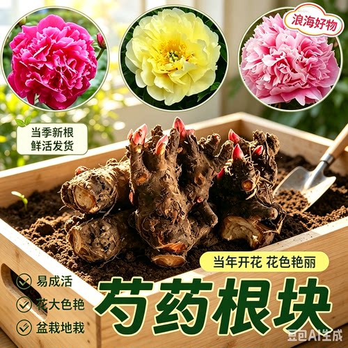 【拍一发六】重瓣芍药花带芽室内盆栽庭院地栽阳台花卉HQ2