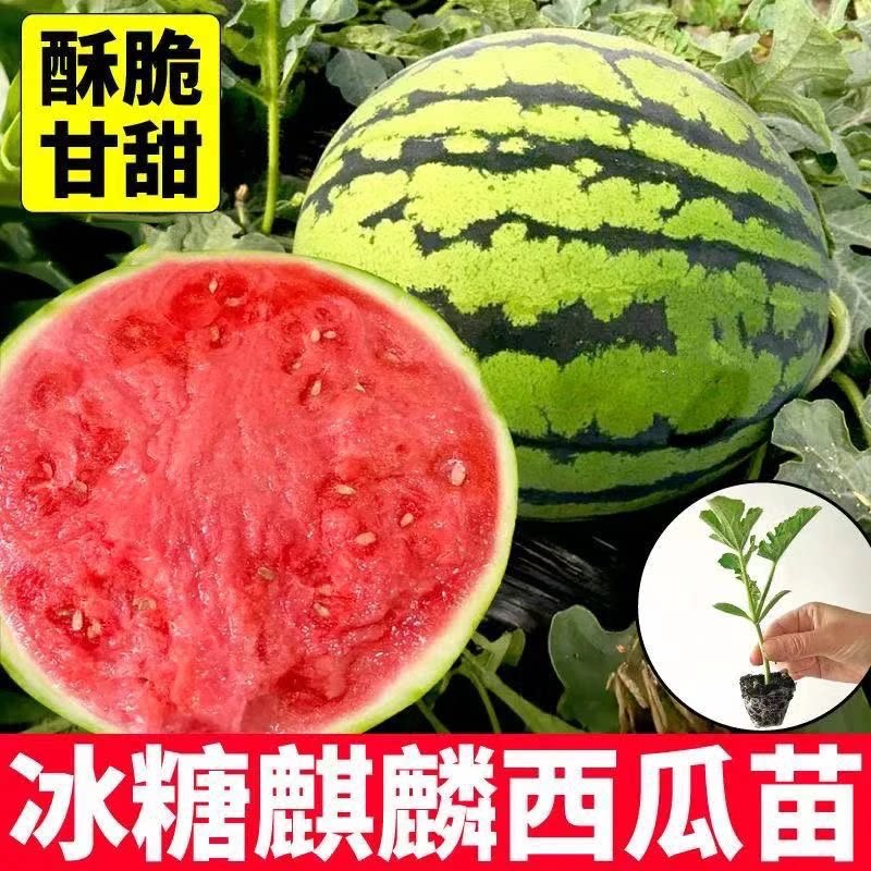 【爆甜王瓜】西瓜苗8424高产壮苗无籽麒麟美都懒汉盆栽西瓜苗WL