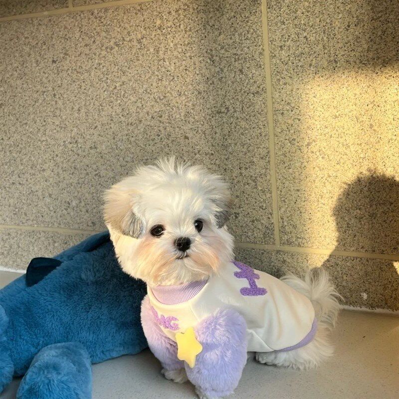 现货速发衣服猫咪春季卫衣马尔济斯小型犬毛衣可爱西施约克夏
