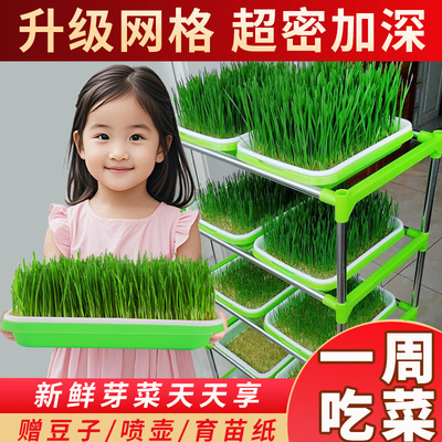 豆芽发芽盆水培蔬菜设备豌豆苗种植架无土栽培托家用芽苗菜育苗盘