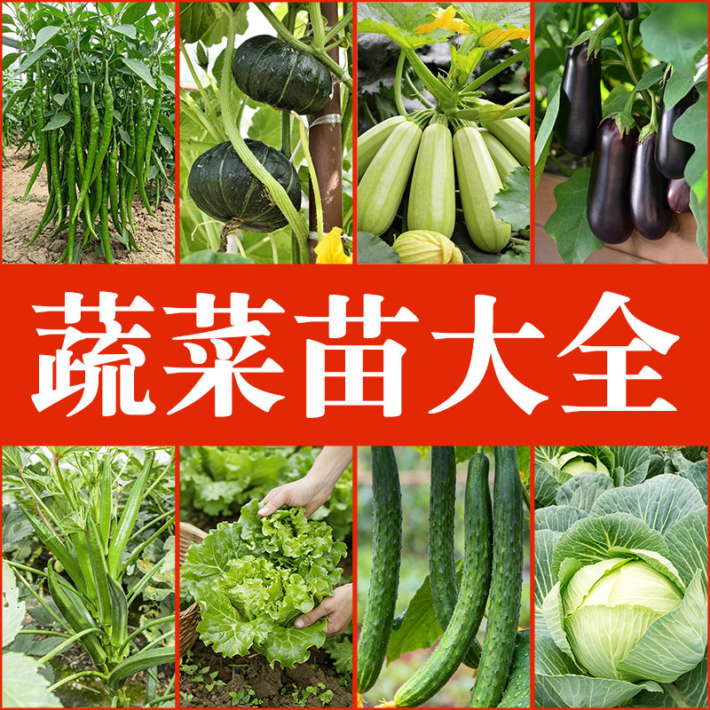蔬菜苗秧大全种籽辣椒西葫芦生菜白菜西蓝花茄子秋葵黄瓜番茄种子