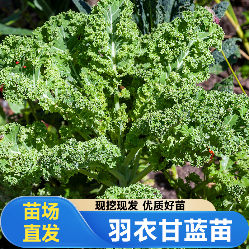 四季优质阳台盆栽羽衣甘蓝苗子