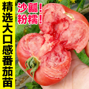大粉西红柿苗秧普罗旺斯草莓西红柿种子山东寿光老品种沙瓤番茄苗