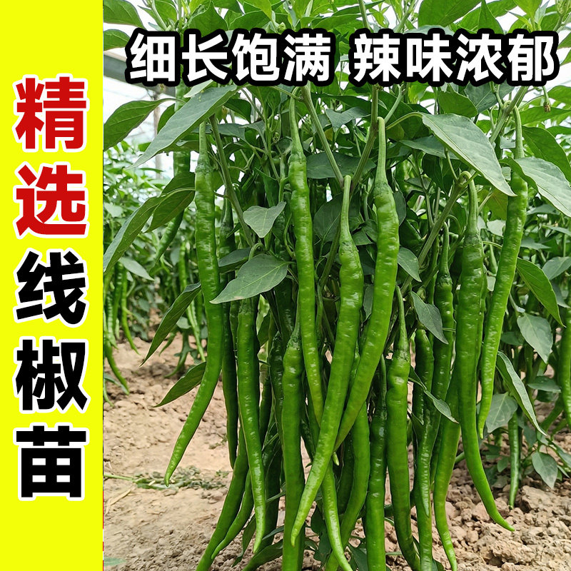 二荆条线椒辣椒苗秧苗四季高产寿光阳台盆栽小米辣椒螺丝椒苗种子