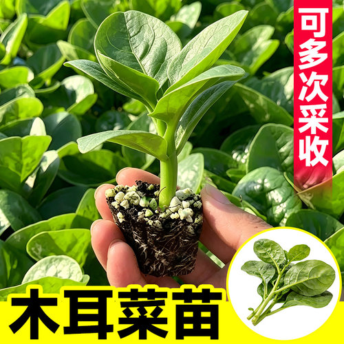 木耳菜苗水培盆栽易活可采收