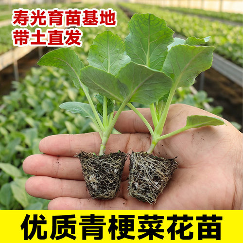 花菜秧苗带土花椰菜秧苗山东寿光60天白花菜耐寒松花青梗菜花苗
