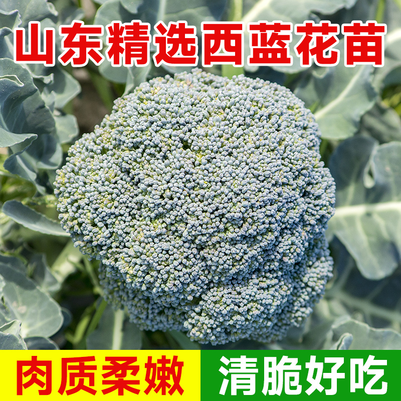 西兰花苗秧苗四季阳台盆栽