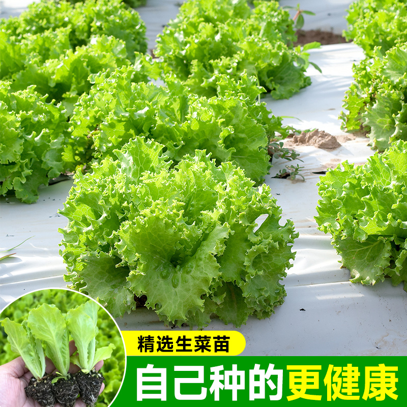 精选生菜苗带土秧苗基地直发