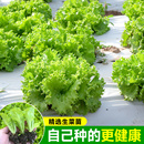 奶油生菜苗带土带根批发水培盆栽耐寒山东寿光罗马意大利生菜种子