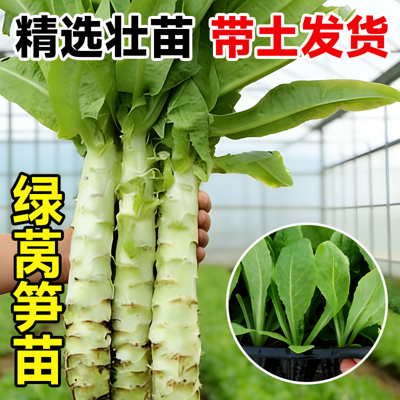 四季莴笋苗阳台盆栽带土易活