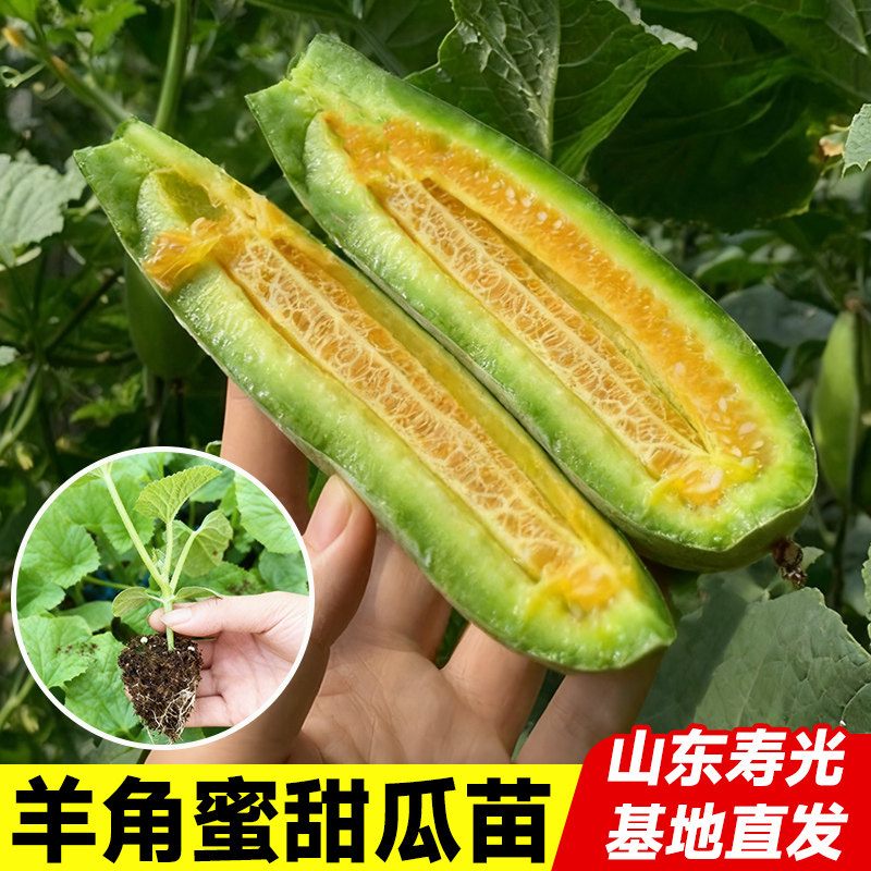 羊角蜜种子蜜瓜苗带土四季阳台盆栽山东寿光高产老品种脆甜瓜苗秧