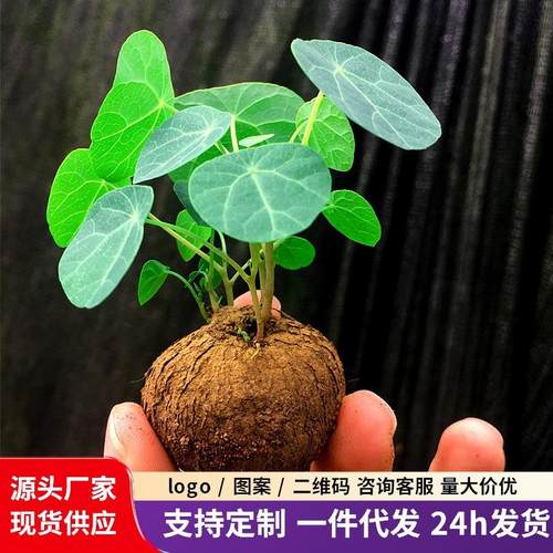山乌龟金不换植物盆栽红藤圆叶懒人绿植爬藤观叶室内水培阳台客厅