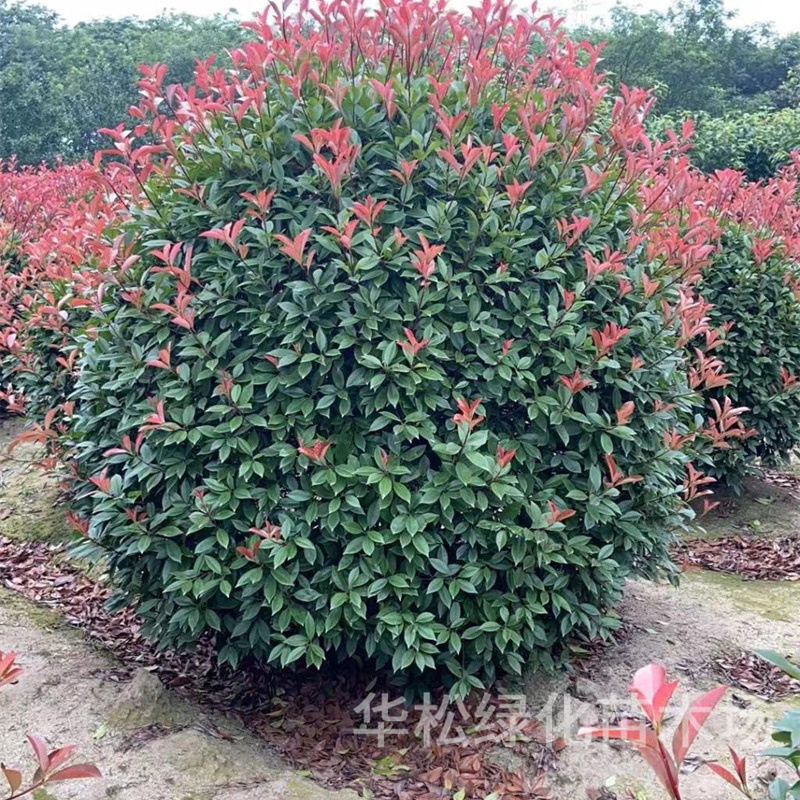 红叶石楠球形高杆常青园林苗木
